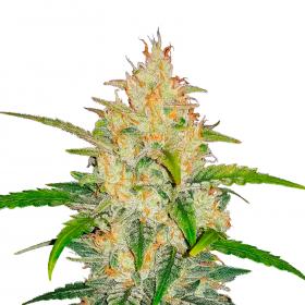Zkittlez Auto